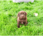 Small #5 Labrador Retriever