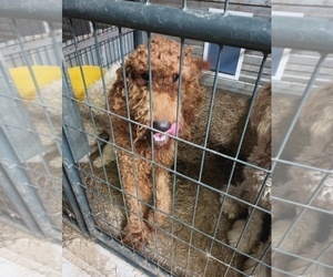 Father of the Labradoodle puppies born on 01/08/2023