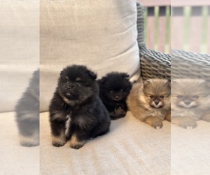 Pomeranian Puppy for sale in GLEN BURNIE, MD, USA