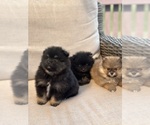 Small Pomeranian
