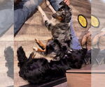Small #2 Australian Shepherd Mix