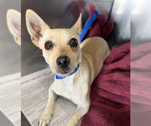 Chihuahua Dogs for adoption in San Bernardino, CA, USA