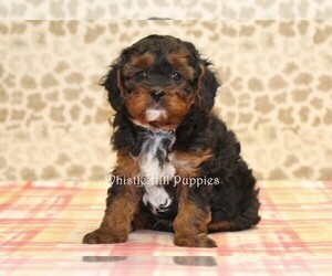 Cavapoo Puppy for sale in DENVER, PA, USA