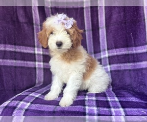 Cavapoo Puppy for sale in LAKELAND, FL, USA