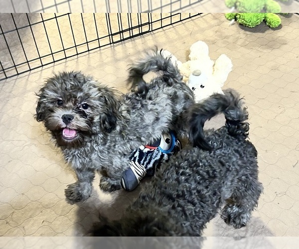 Medium Photo #4 ShihPoo Puppy For Sale in GLOUCESTER, VA, USA