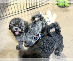 Small #3 ShihPoo