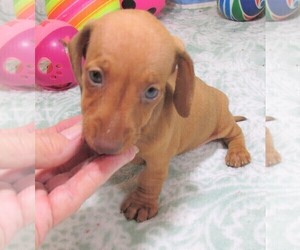 Dachshund Puppy for Sale in RATTAN, Oklahoma USA