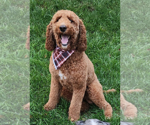 Father of the Aussiedoodle puppies born on 05/07/2024