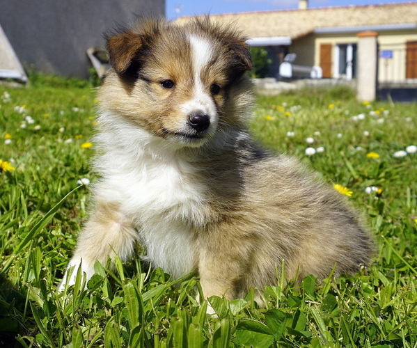 Medium Photo #1 Shetland Sheepdog Puppy For Sale in Lagrace-Dieu, Occitanie, France