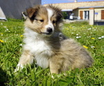 Small Shetland Sheepdog