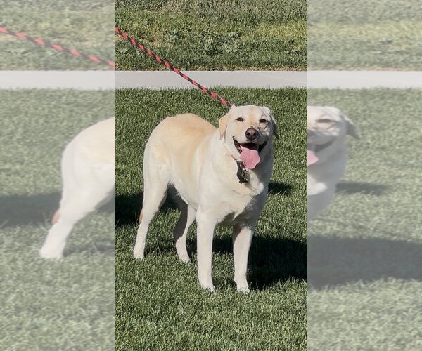 Medium Photo #8 Labrador Retriever-Unknown Mix Puppy For Sale in Sandy, UT, USA