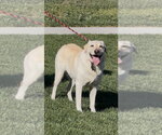 Small #7 Labrador Retriever Mix