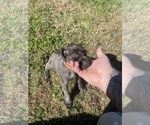 Small Photo #10 German Shorthaired Pointer Puppy For Sale in ELIZABETH CITY, NC, USA