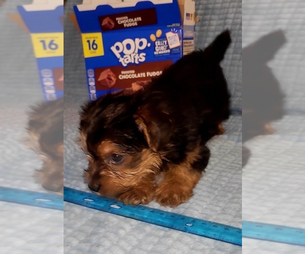 Medium Photo #135 Yorkshire Terrier Puppy For Sale in AKRON, OH, USA