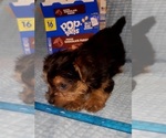 Small Photo #321 Yorkshire Terrier Puppy For Sale in AKRON, OH, USA