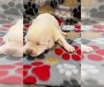 Small Photo #5 Labrador Retriever Puppy For Sale in SYCAMORE, IL, USA