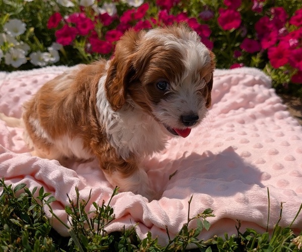 Medium Photo #21 Cavapoo Puppy For Sale in GOSHEN, IN, USA