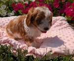 Small Photo #21 Cavapoo Puppy For Sale in GOSHEN, IN, USA