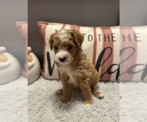Goldendoodle (Miniature) Puppy for sale in CEDAR BLUFF, VA, USA