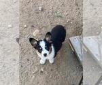 Small #1 Aussie-Corgi