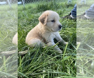 Golden Retriever Puppy for sale in ANTWERP, NY, USA