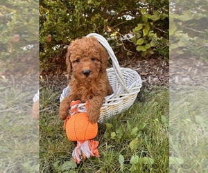 Cockapoo Puppy for sale in MIDDLEBURY, IN, USA