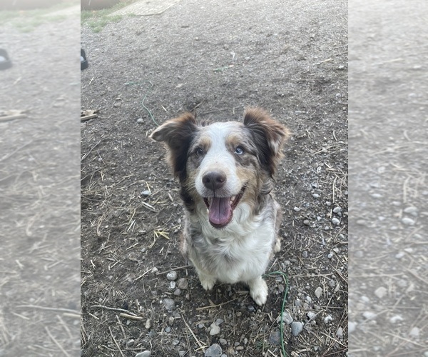 Medium Photo #1 Australian Shepherd Puppy For Sale in POST FALLS, ID, USA