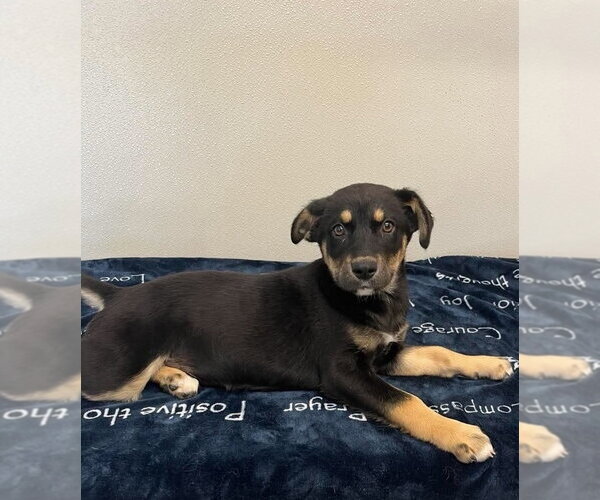 Medium Photo #3 Siberian Husky Puppy For Sale in Aurora, IN, USA