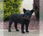 Small #2 Belgian Malinois