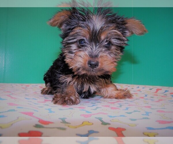 Medium Photo #4 Yorkshire Terrier Puppy For Sale in PATERSON, NJ, USA