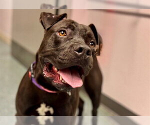 Mutt Dogs for adoption in St. Cloud, FL, USA