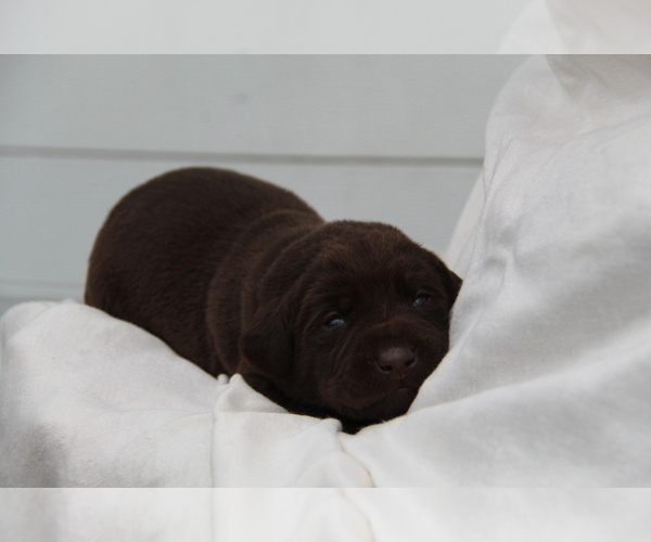 Medium Photo #5 Labrador Retriever Puppy For Sale in HYDE PARK, VT, USA