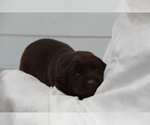 Small #4 Labrador Retriever