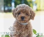 Image preview for Ad Listing. Nickname: Bentley