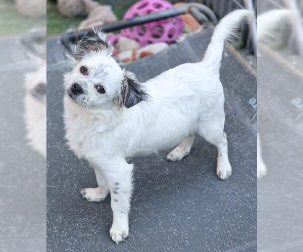 Medium Photo #3 Chiranian Puppy For Sale in Chino Hills, CA, USA