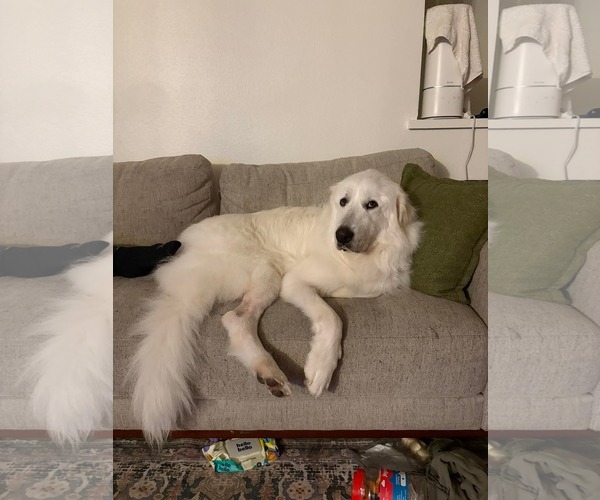Medium Photo #3 Great Pyrenees Puppy For Sale in Menifee, CA, USA