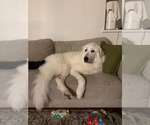 Small #2 Great Pyrenees