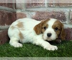 Small #1 Cavalier King Charles Spaniel