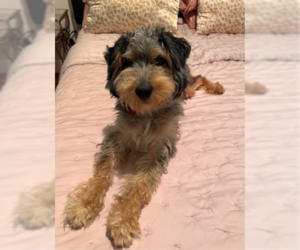 Poodle (Miniature)-Unknown Mix Dogs for adoption in San Diego, CA, USA