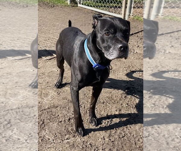 Medium Photo #1 Labrador Retriever-Unknown Mix Puppy For Sale in Virginia Beach, VA, USA