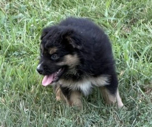 Medium Photo #2 Australian Shepherd Puppy For Sale in COUCH, MO, USA