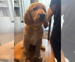 Puppy Yellow collar Golden Retriever