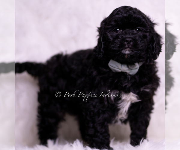 Medium Photo #4 Cavapoo (Miniature) Puppy For Sale in WARSAW, IN, USA