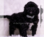 Small #3 Cavapoo (Miniature)