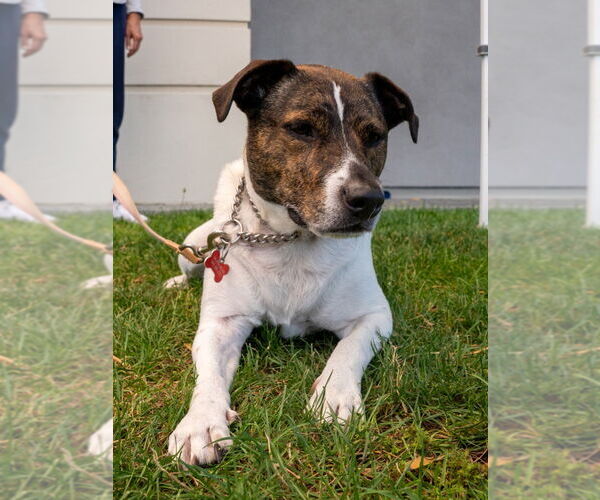 Medium Photo #22 Mutt Puppy For Sale in Lake Forest, CA, USA