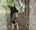 Small #8 German Shepherd Dog