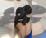 Litter of 5 - Male Chow ChowLitter of Puppies for Sale - Photo #3