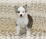 Small #1 Pomsky