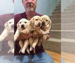Small Photo #2 Labrador Retriever Puppy For Sale in BEAVER, WV, USA