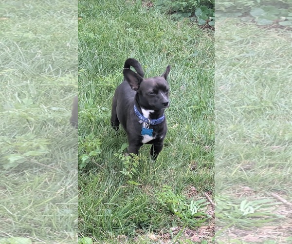 Medium Photo #3 Chihuahua-Unknown Mix Puppy For Sale in Plainfield, IL, USA